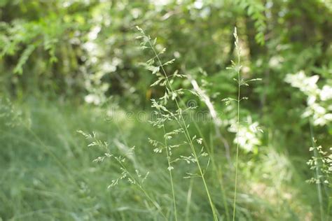 The Meadow Grass Tall In Spring The Beautiful Wallpaper Of Red Fescue