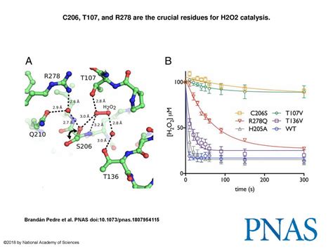 C206 T107 And R278 Are The Crucial Residues For H2o2 Catalysis Ppt