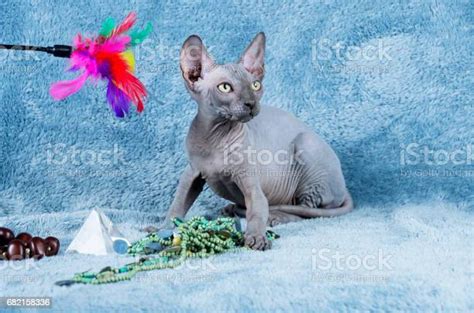 Blue Canadian Sphynx The Canadian Hairless Cat Kitten Stock Photo