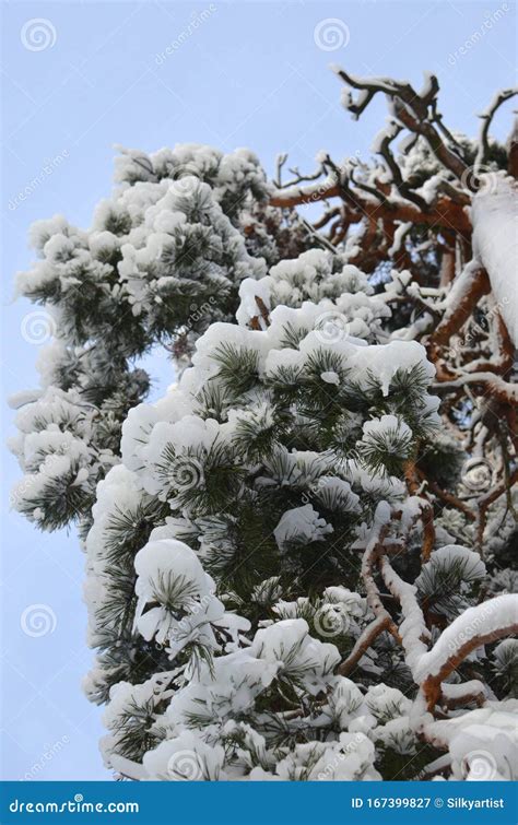 Upward View Of A Frozen Pine Tree Evergreen Long Needles And Twigs
