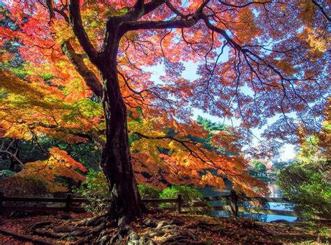 En résumé, ce qu'il faut savoir L'image du jour : Couleurs d'automne au Japon | Fall ...
