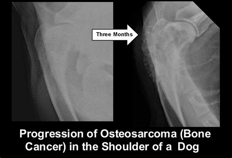 Bone cancer can often result in anemia as the body attempts to destroy the cancerous cells in the body. Digital Radiology Services | Tennessee Valley Animal ...