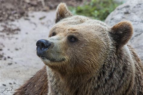How The Brown Bear Was Saved From The Verge Of Extinction The