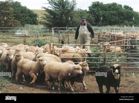 Australia South Australia Breeding Of Merino Sheep Stock Photo Alamy