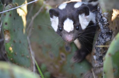 Spotted Skunk Evolution Driven By Climate Change The Archaeology News