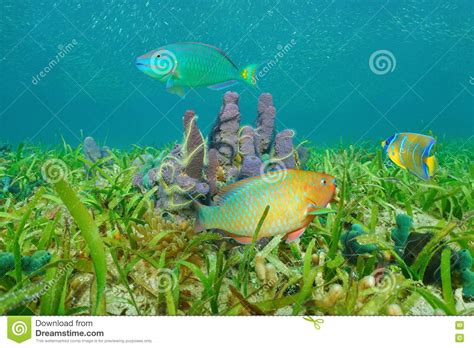 Marine Life On Seabed Colorful Fish Caribbean Sea Stock