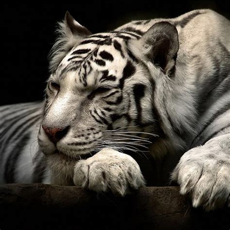 Download lucid tiger live wallp. 10 New White Tiger Wallpaper 3D FULL HD 1920×1080 For PC ...
