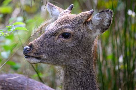 Sika Deer Backcountry Gallery Photography Forums