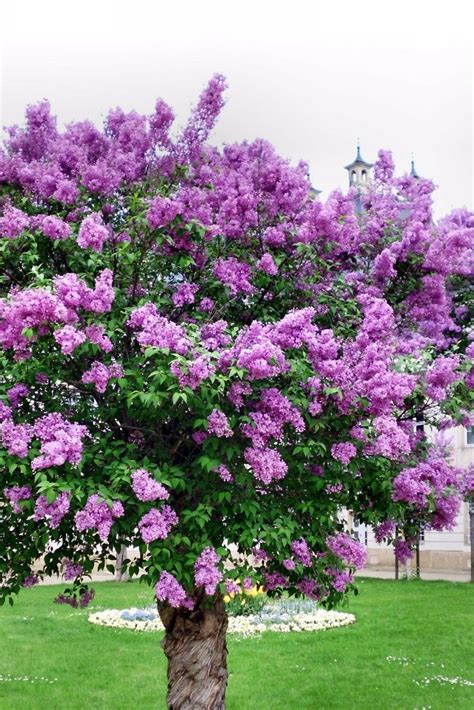 Lilac Trees Are A Good Choice For Most Any Landscape Lilacs Have