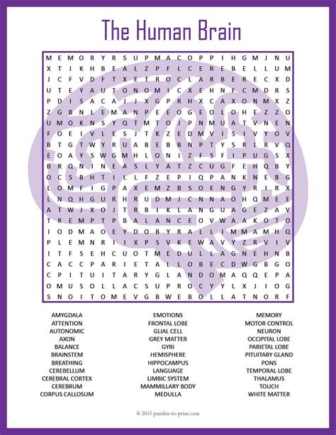 Human Brain Word Search Puzzle Brain Anatomy Brain Activities Brain