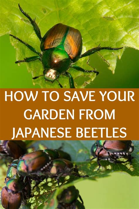 How To Get Rid Of Japanese Beetles And Save Your Garden