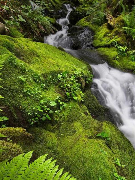 Rainforest Moss Bing Wallpaper Download