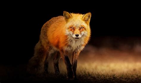 Red Fox Symbolism Red Fox Meaning By Avia On Whats Your Sign