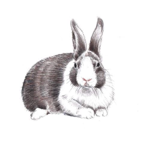 Rabbit Drawing Art Original Colored Pencil Bunny Brown By Maryjill
