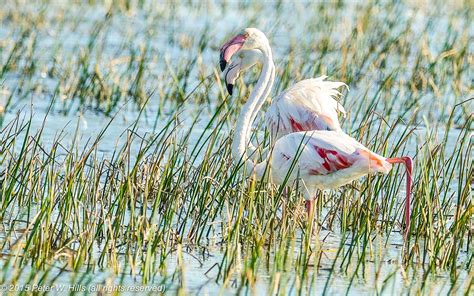 Flamingo Greater Phoenicopterus Roseus Adult Cape West South Africa