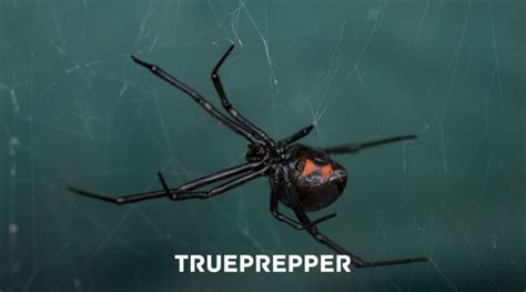 How To Identify A Spider Bite And Treat It Trueprepper