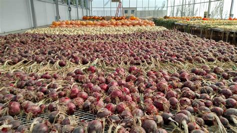 Storage Onion Issues Two Bear Farm