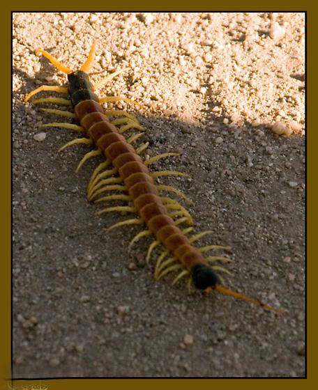 Check spelling or type a new query. Giant Desert Centipede - Scolopendra heros - BugGuide.Net