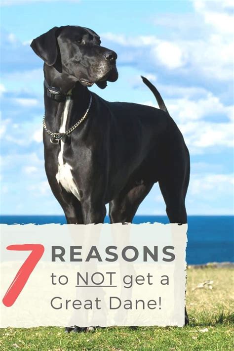 7 Reasons That You Shouldnt Get A Great Dane Great Dane Care