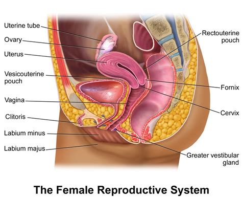 External Structures Of The Female Reproductive System