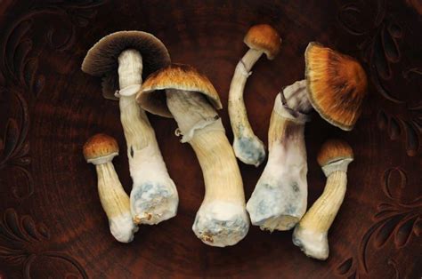 The 5 Best Strains Of Psilocybin Mushrooms Fungushead