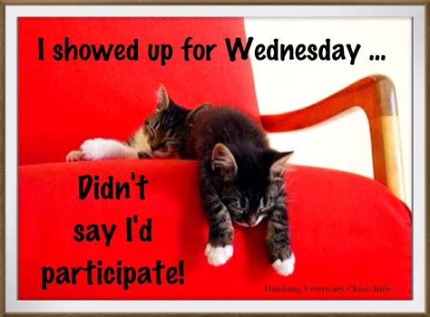 Wednesday Humor Delightful Wishes For A Wonderful Day Morning