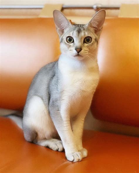 🖼 Abyssinian Silver Abyssinian Abyns Abyssiniancat