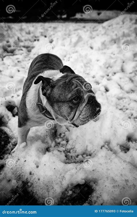 English Bulldog In Snow Stock Image Image Of Background 177765093