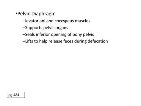 Ppt Pelvis And Contents Powerpoint Presentation Free Download Id