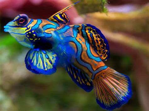 5 Best Tropical Fish For Advanced Aquarists Fishkeeping Advice
