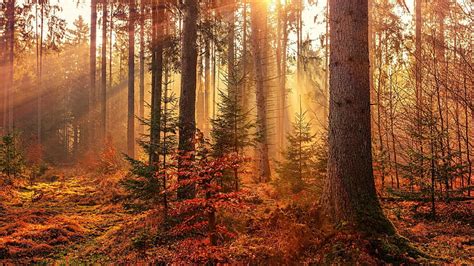 Hd Wallpaper Woodland Forest Forest Path Autumn Forest Sunlight