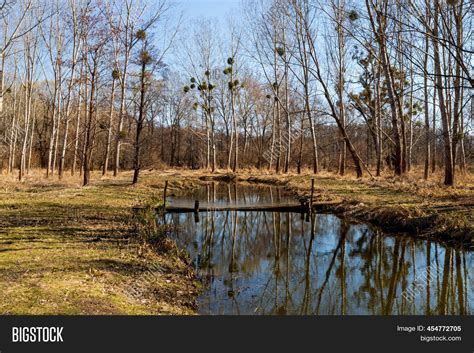 Floodplain Forest Image And Photo Free Trial Bigstock