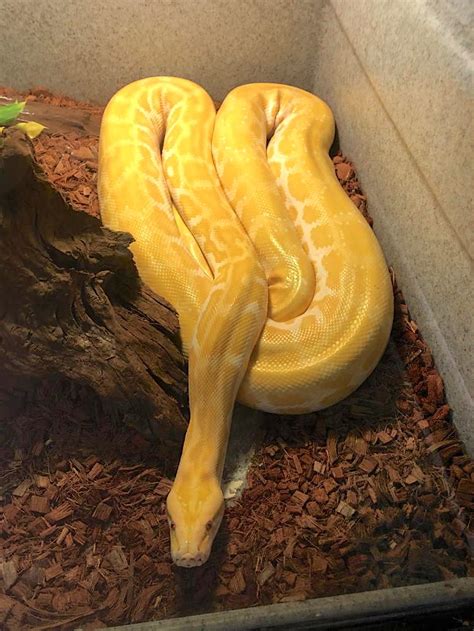 Z Out Of Stock Albino Burmese Python 6 Years Old Sunsh