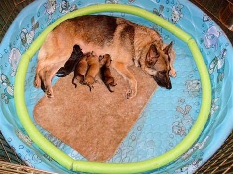 Best diy whelping boxes from breeding diy homemade dogs whelping birthing box. Idea for those using kiddie pool whelping boxes - Page 1 ...