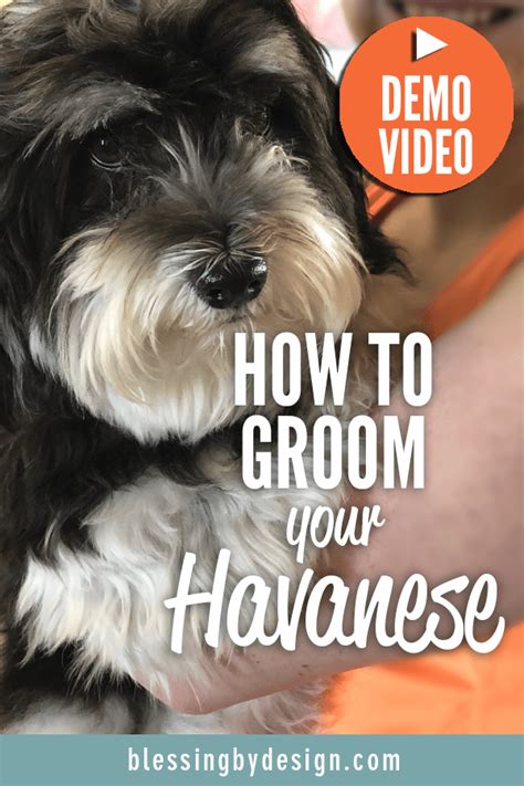 How To Groom Your Havanese Blessing By Design Blog Havanese