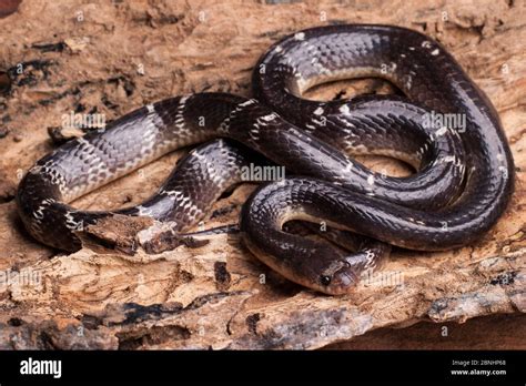 Common Krait Snake Bungarus Caeruleus India Stock Photo Alamy