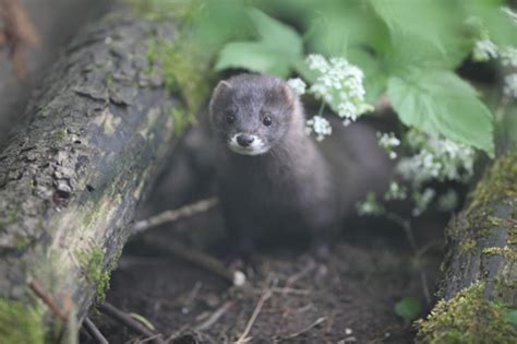 (plural minks) a mink coat. Estonian Nature Tours: European Mink is Critically Endangered / Euroopa naarits on äärmiselt ...