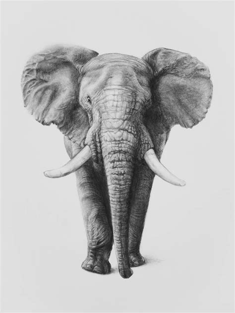 Original Animal Drawing By Sue Tatham Modern Art On Paper African