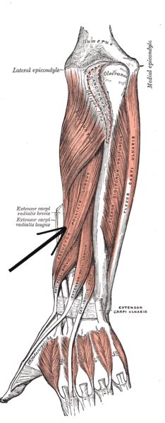 Abductor Pollicis Longus Muscle Wikipedia