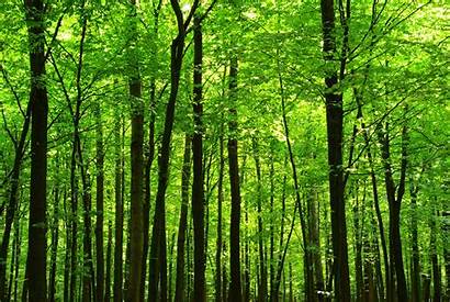 Forest Forests Importance Study Through Reunion Health