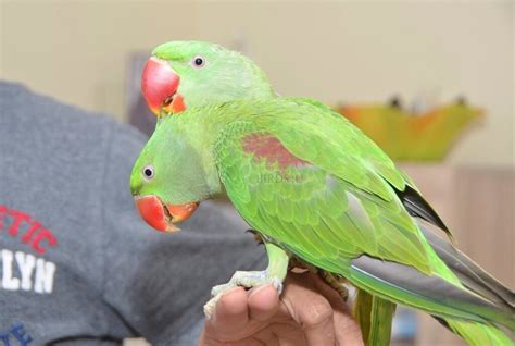 Baby Alexandrian Talking Parrot Hand Tamed Babies For Sale