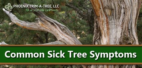 Common Sick Tree Symptoms Phoenix Trim A Tree