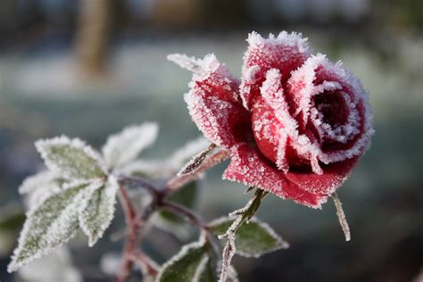 Frozen Rose Adrian Byrne Flickr