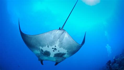 In A First Scientists Discover Oceanic Manta Ray Nursery — Nova Next Pbs