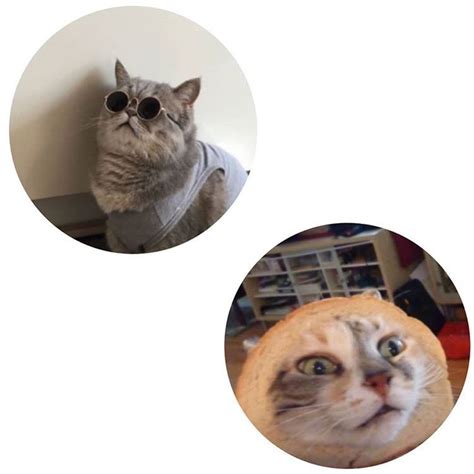 Matching Cat Icons
