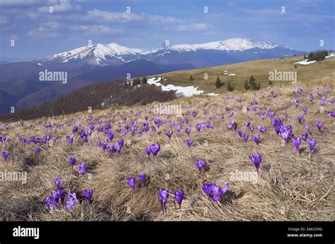 Mountain Landscape With The First Spring Flowers Crocus Spring In The