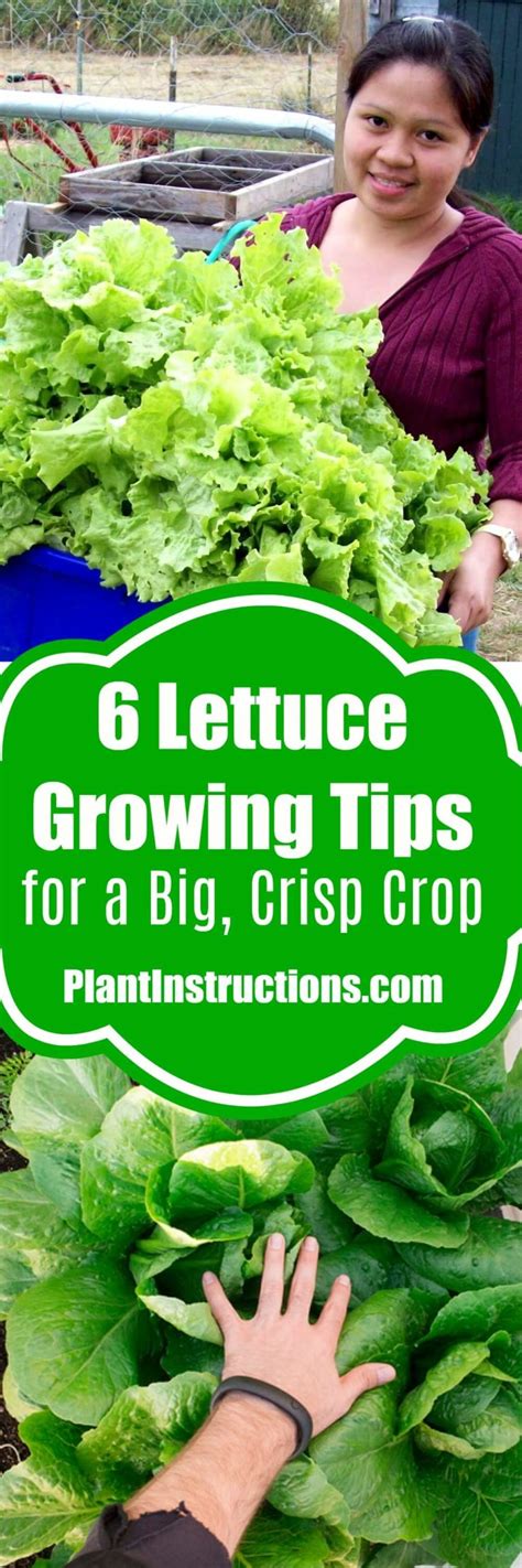 6 Tips For Growing Lettuce Plant Instructions