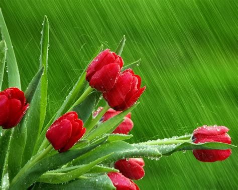 Free Download Tulips Waterfall Flowers Nature Spring Desktop Wallpapers