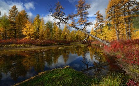 Wallpaper Kolyma Trees River Autumn 2560x1600 Hd Picture Image