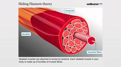 Sliding Filament Theory In Muscle Contraction On Make A GIF